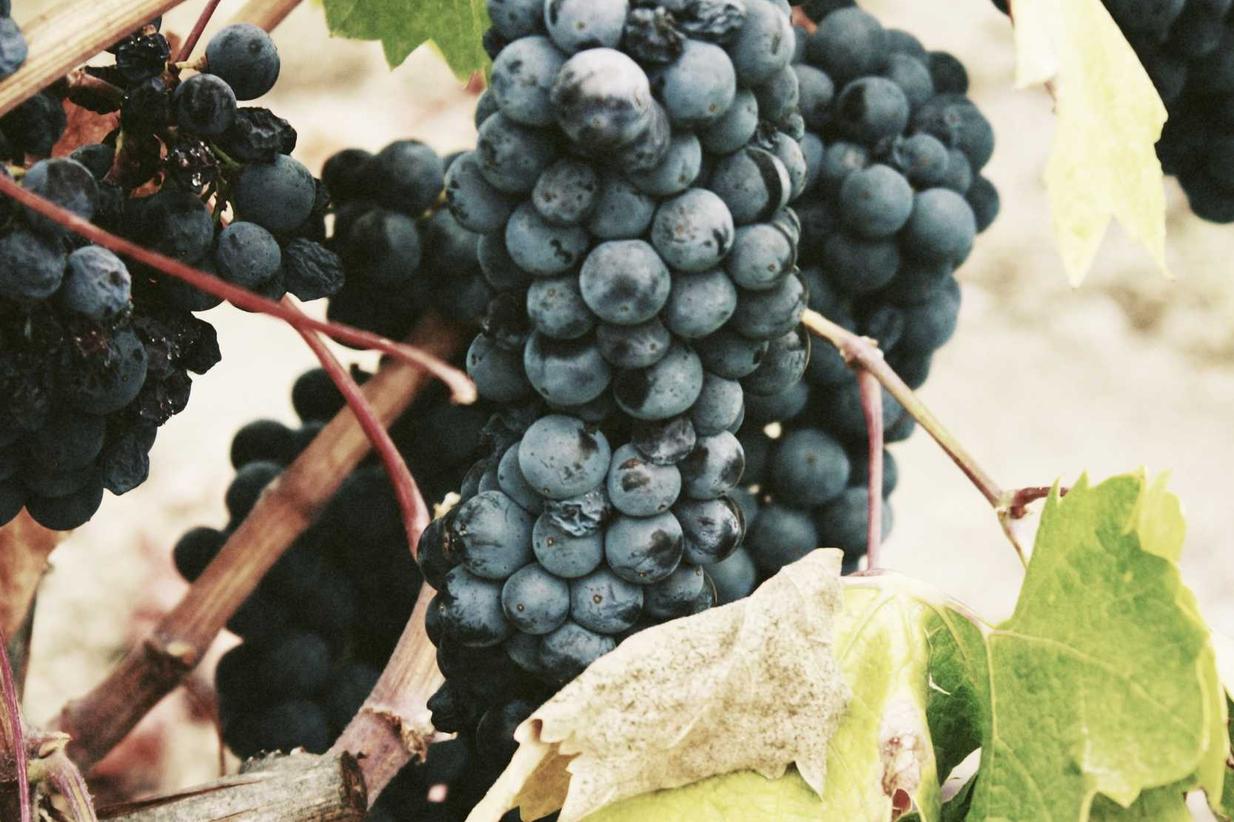 Deleniti consequuntur cupiditate